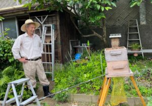 捕獲した蜂を分蜂中